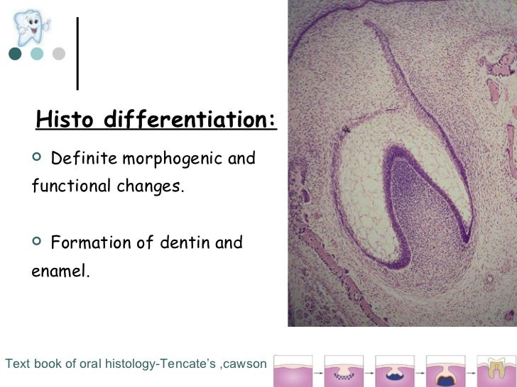 Orbans Textbook Of Oral Histology Pdf